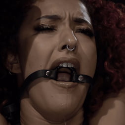 Asphalt Island, Part 2: Daisy Ducati and Ruckus