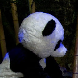 PANDAMONIUM!!! PANDA LULLABY!!! PANDA PORNO!!!!!