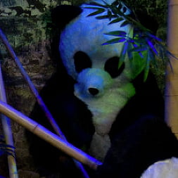 PANDAMONIUM!!! PANDA LULLABY!!! PANDA PORNO!!!!!