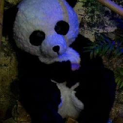 PANDAMONIUM!!! PANDA LULLABY!!! PANDA PORNO!!!!!