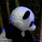 Ashli Orion in 'PANDAMONIUM!!! PANDA LULLABY!!! PANDA PORNO!!!!!'